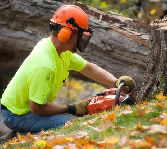 tree services Kasson